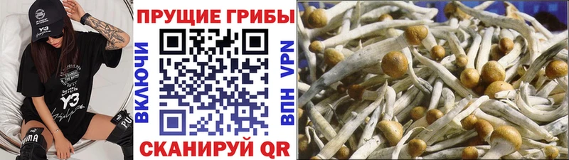 Псилоцибиновые грибы Psilocybine cubensis  Ейск 